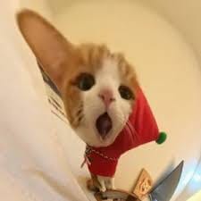 شاداب خان avatar